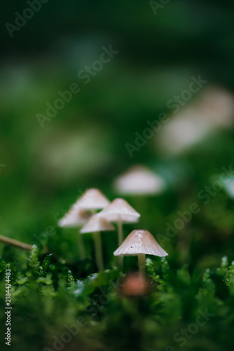  Beautiful fairy tale image with little mushrooms in autumn forest
