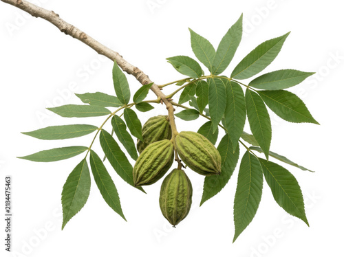 Pecan tree branch with green husked nuts and pinnate leaves isolated on a transparent background for use