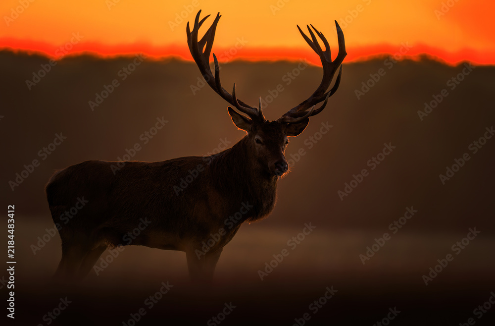 Obraz premium Deer male buck ( Cervus elaphus ) during rut