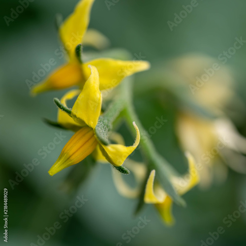 トマトの花