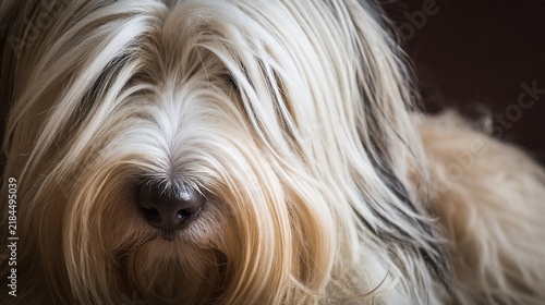 terrier. Close-up portrait of a Tibetan terrier with fluffy fur and soft natural lighting. wildlife magazines, conservation campaigns, designed for eco-tourism storytelling, celebrates biodiversity.
