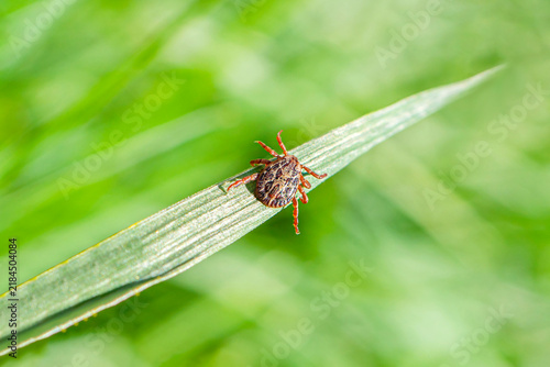 Close-up of brown tick perched on green blade of grass against blurry background. Ticks transmit a broad variety of diseases and are harmful to animals and humans.