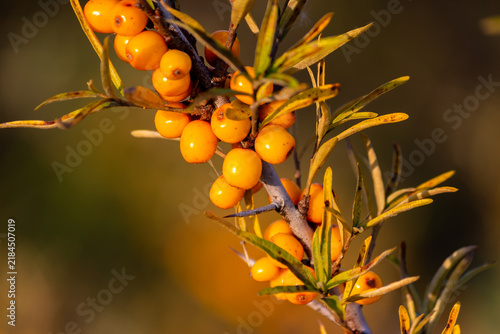 Canvastavla Vibrant sea buckthorn berries ripen on thorny branches, showcasing luscious oran