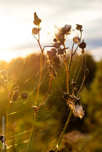 Foto Close-up of dried meadow flowers entwined with delicate spiderwebs, illuminated
