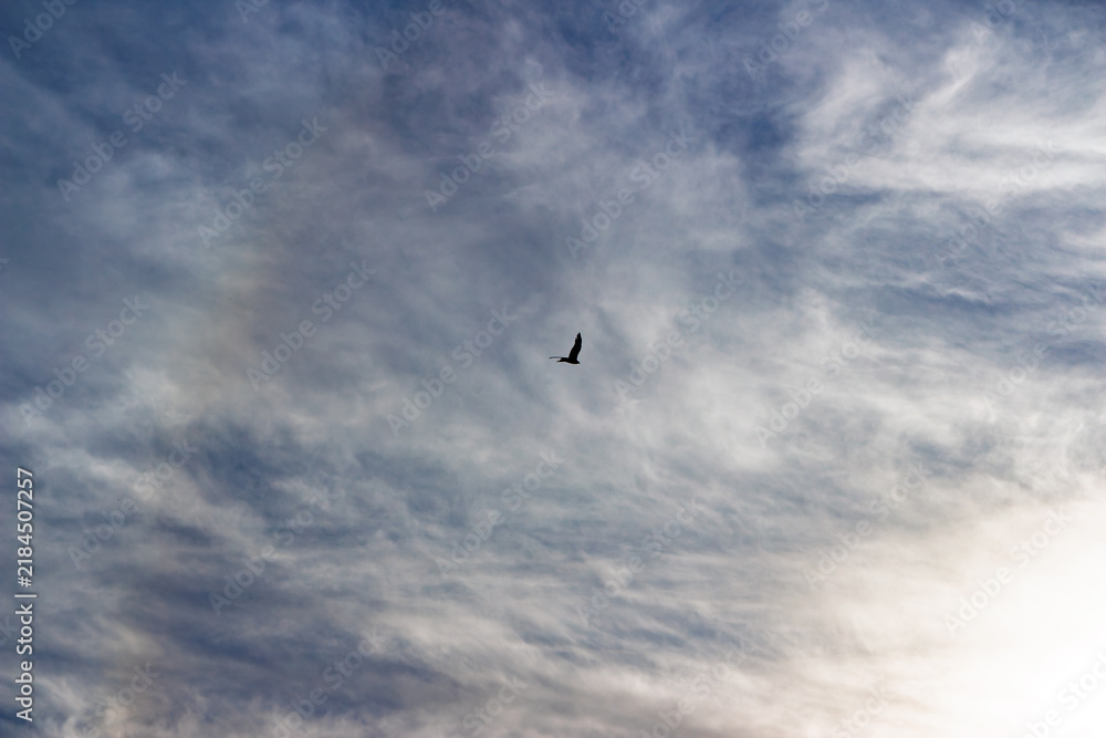 Fototapeta premium A lone bird soars gracefully through a vast, textured sky filled with swirling wisps of clouds, capturing a serene moment of wildlife freedom in the wide open atmosphere