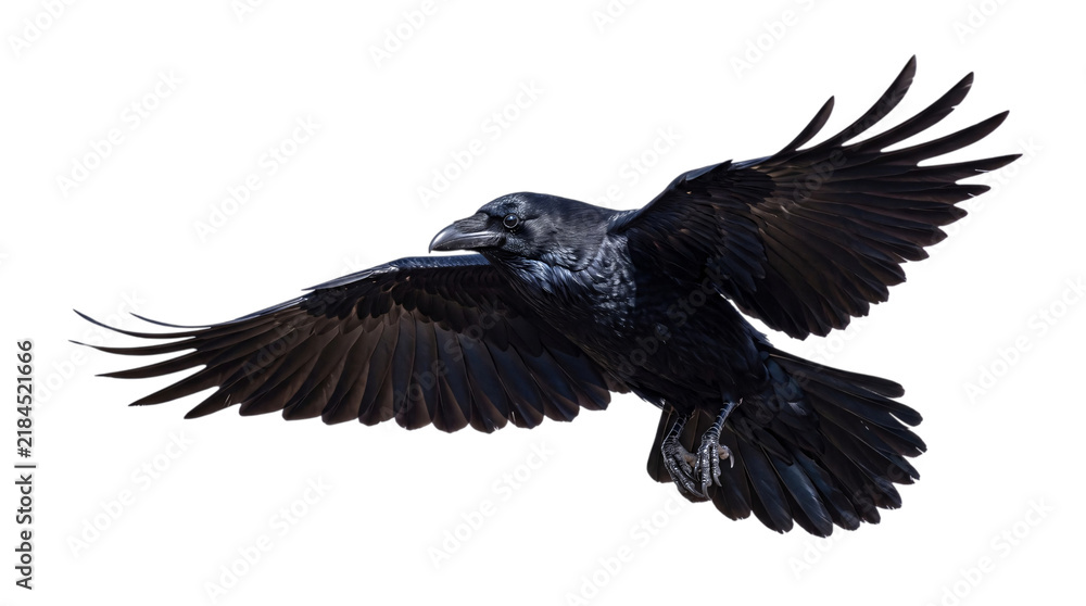 Obraz premium Black raven bird in flight with wings spread wide, png isolated on transparent background