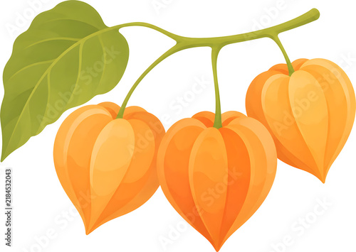 Orange Chinese Lantern Fruits Hanging from a Branch
