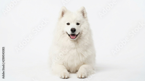 Friendly white Samoyed dog lying down on a clean white background with a happy expression and open mouth showing tongue, captured in a bright professional studio setup