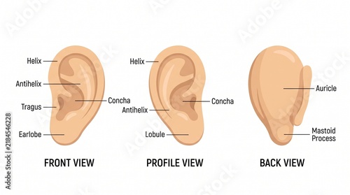 Educational Anatomy Illustration Showing Three Views of Human Ear Parts With Informative Labels