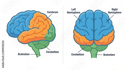 Educational Medical Illustration of Human Brain Anatomy with Labeled Hemispheres and Lobes