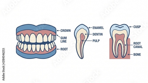 Educational Dental Anatomy Infographic Chart Showing Tooth Structure Cross Section Diagram