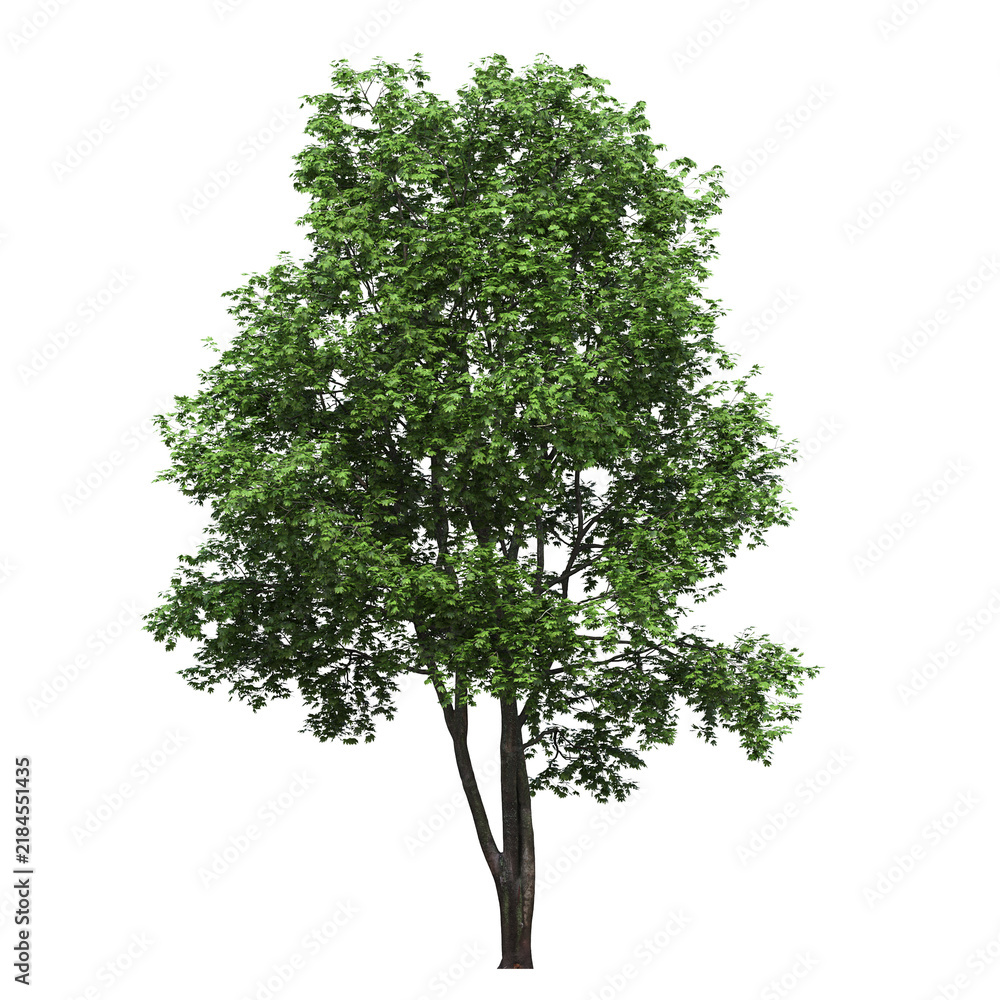 Obraz premium deciduous tree, isolate on a transparent background, 3d illustration