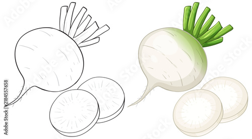 Vector Illustration of Whole and Sliced White Radish Root Vegetables