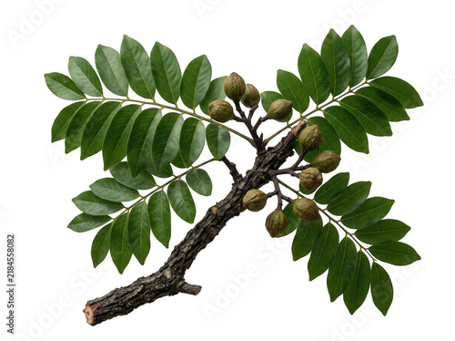 Branch with green pinnate leaves and small clustered nuts isolated on transparent background for forestry imagery