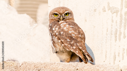 great horned owl