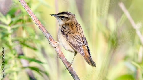 female house sparrow