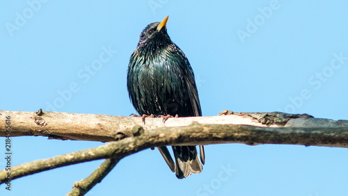 bird on a branch