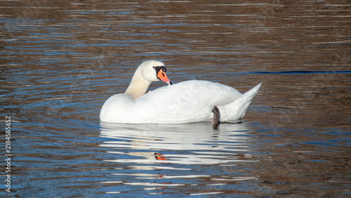 swan on the lake