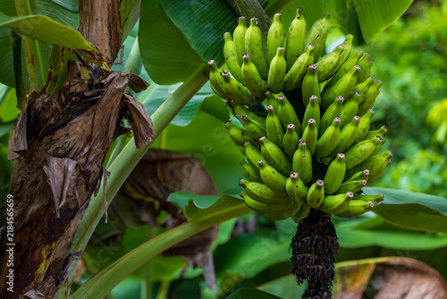 Clusters of wild, green bananas grow laden with fruit under the tropical sun.