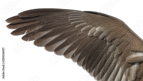 Foto Detailed brown bird wing with layered feathers, isolated on transparent backgrou