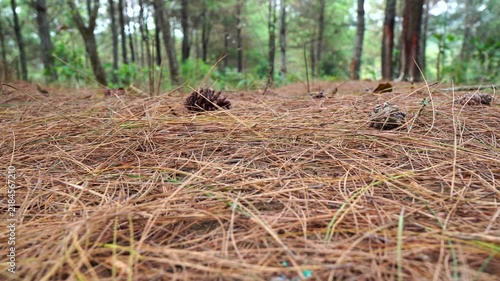 Low angle view of pine needles falling onto a dry forest floor with pinecones against a blurred tree background.
