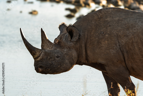 Canvastavla Black rhino walking across a white salt pan