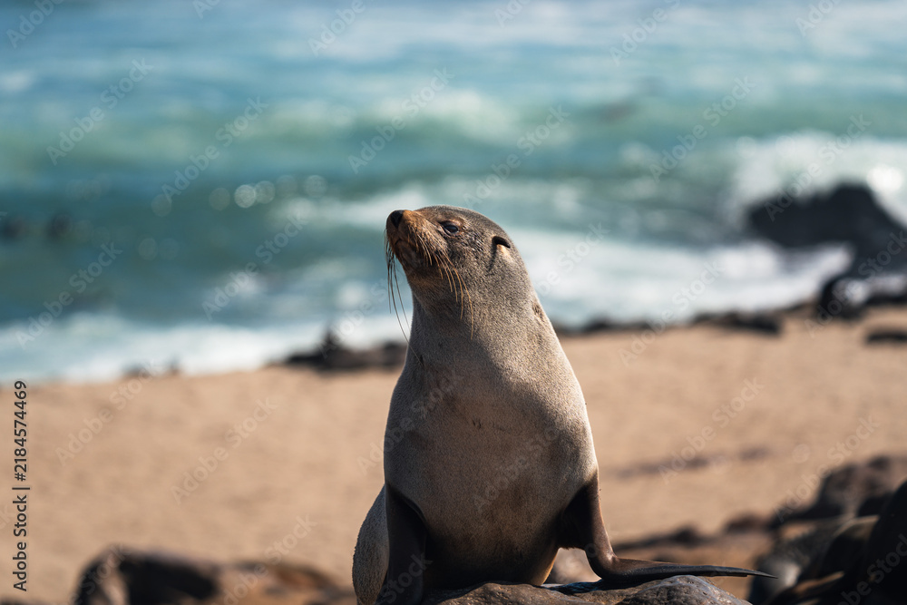 Fototapeta premium Fur seal sitting upright in front of the surf