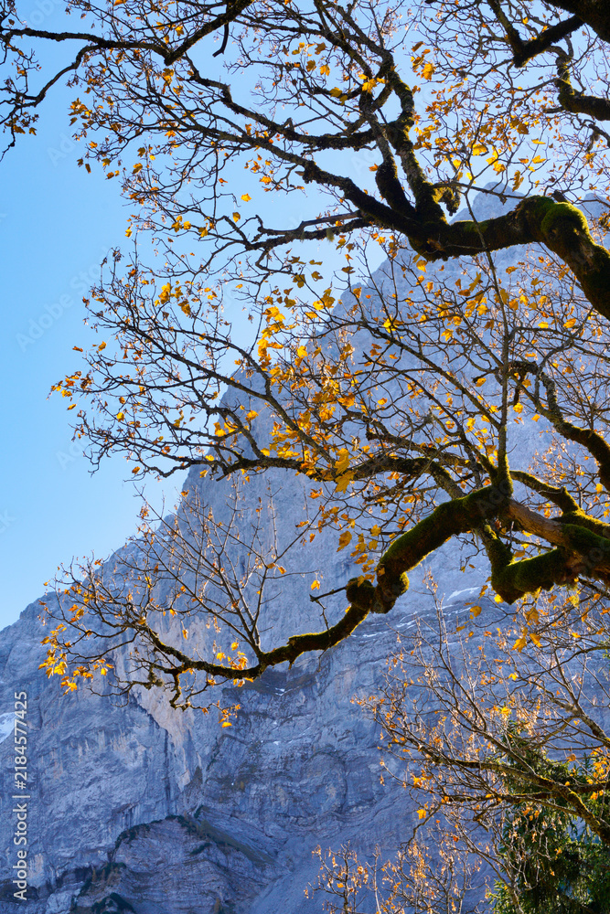Fototapeta premium Bergahorn im herbstlichen Sonnenlicht, Eng Alm, Hinterriß, Karwendel, Tirol, Österreich