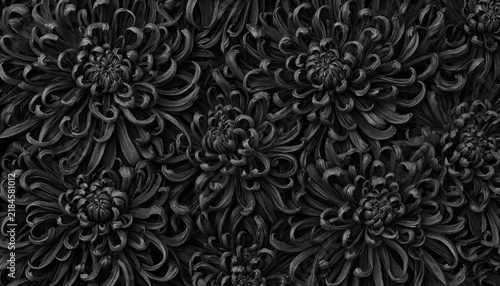 Closeup of beautiful dark black chrysanthemum flowers in full bloom
