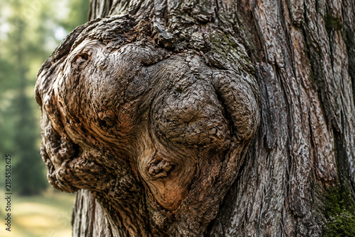 A detailed close-up of a large, gnarled burl on a tree trunk, distorting the straight grain of the wood.
