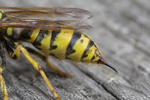 Wasp rear abdomen with stinger on weathered gray wood, insect nature concept