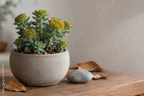 Rhodiola rosea succulent in stoneware pot with grey pebble and dried autumn leaves on wooden shelf, botanical home decor concept