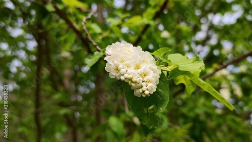 Flowering branch carries white blooms and buds against blurred woodland greenery, with close up nature detail and gentle spring style. Blossom cluster remains calm as fresh leaves stretch outward.