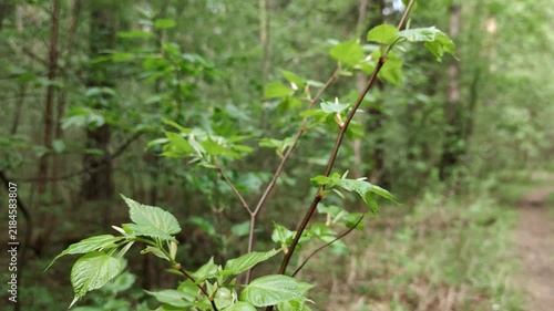 Delicate forest sapling bends gently beside narrow trail, showing bright new leaves and thin stems in soft focus. Peaceful woodland growth suggests spring, with young plant framed against deep trees