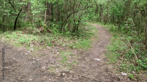 Empty woodland path curves through leafy forest, showing dirt trail, tall trees, and thick undergrowth in peaceful daylight. Calm forest trail stays clear and open for hiking or nature walks