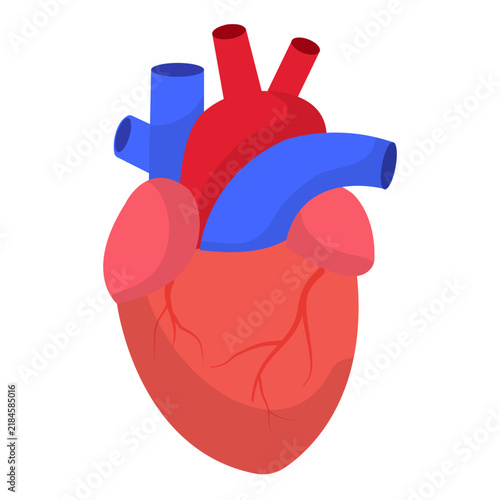Human Heart Anatomy Illustration