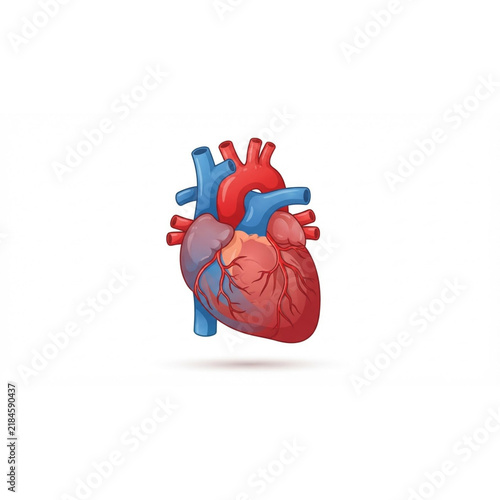 human heart anatomy