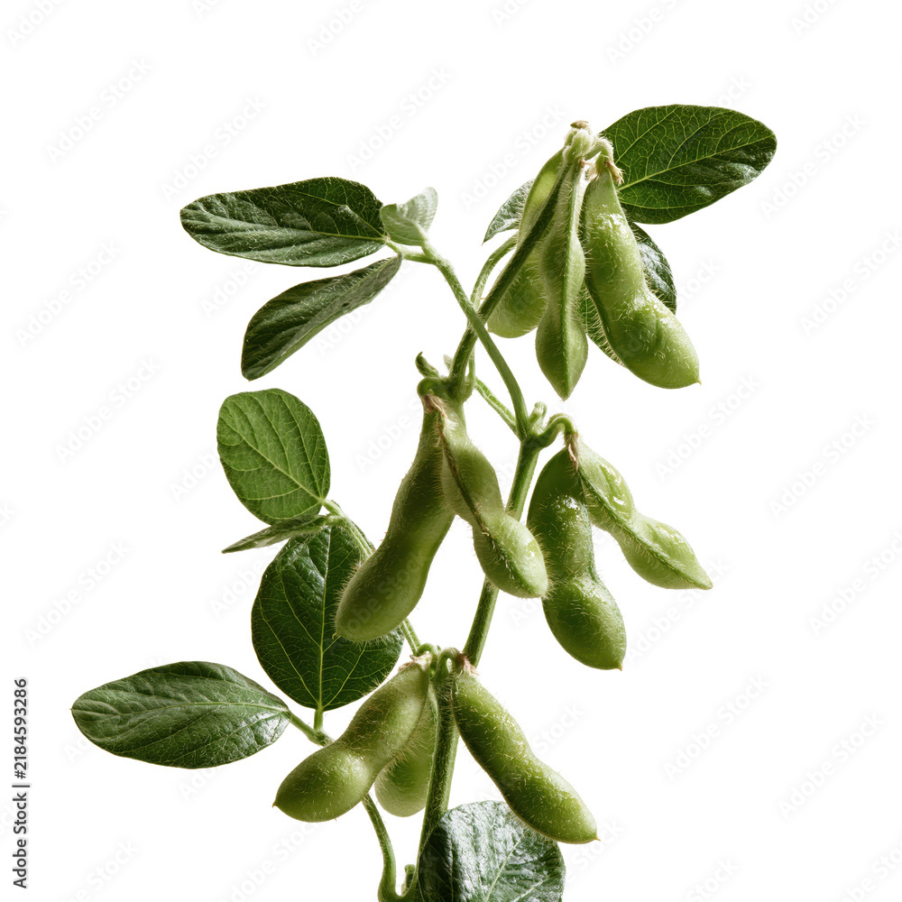 Obraz premium Soybean plant showing pods growing on the stem in during the cultivation season
