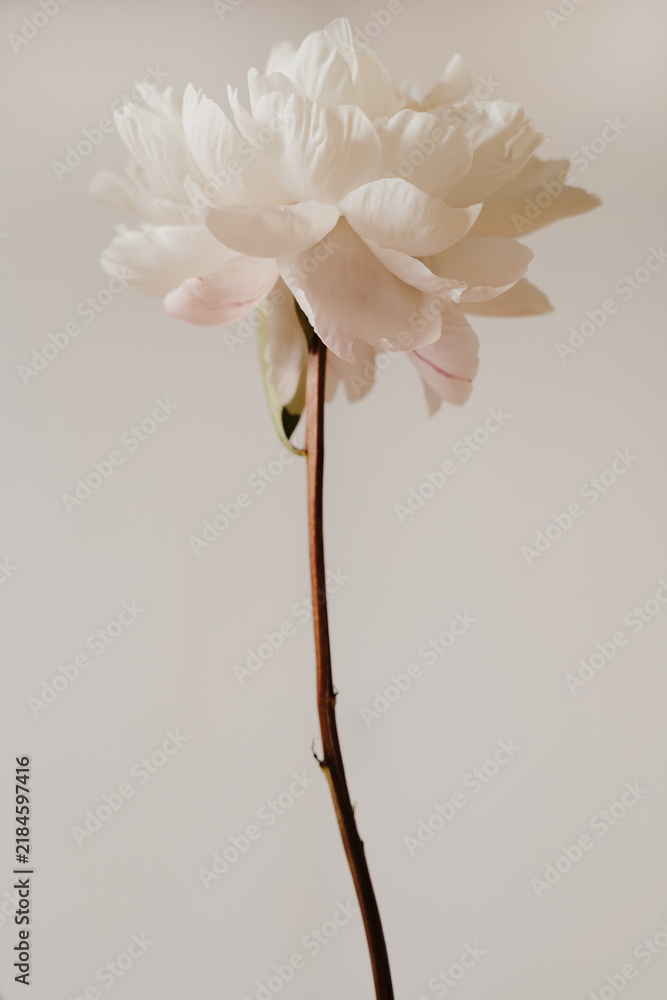 Obraz premium Simple Elegant Composition Of Single White Peony On Neutral Backdrop