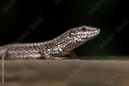 Portrait of a common wall lizard (Podarcis muralis) on a dark background. Copy space image.