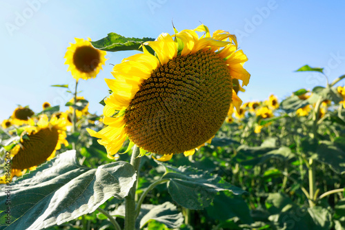 Beautiful field of sunflowers in  the countryside.