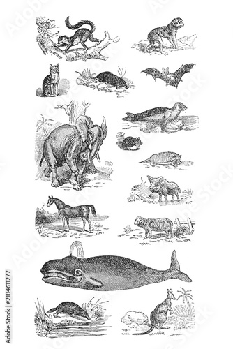 Fotografie Comparative mammal plate with elephant, bat, whale, and other species, zoological engraving, old vintage illustration, 1897