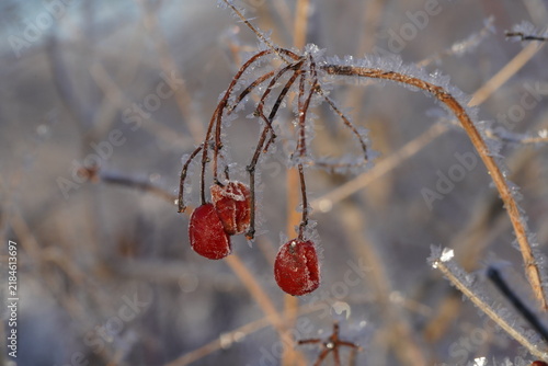 Obraz na plátne Red viburnum berries covered with hoarfrost and ice crystals
