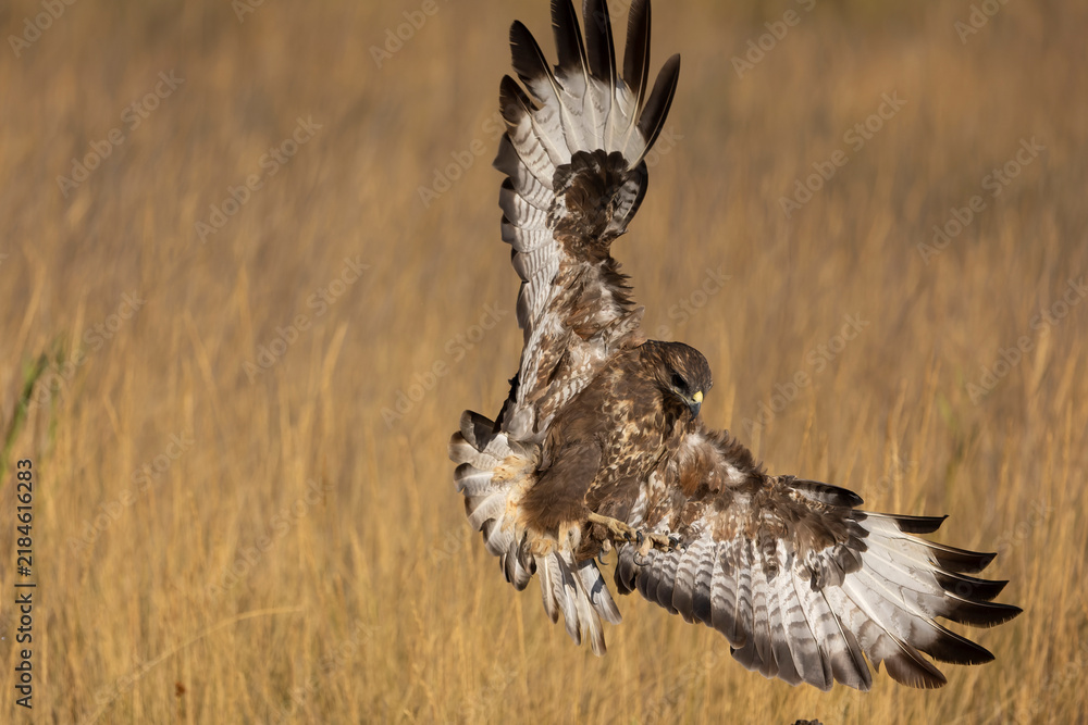 Fototapeta premium Common buzzard flying within its territory in a Mediterranean forest at first light on a summer day