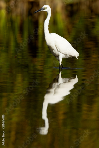 Little egret inside a wetland in central Spain in the last light of a summer evening