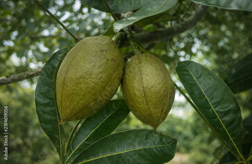 Two large green Malabar chestnut fruits hang naturally from a tree branch alongside glossy green leaves.