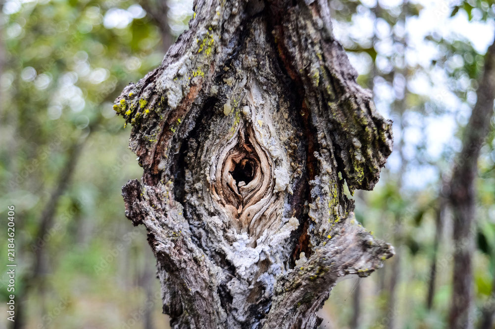 Obraz premium Branches that grow naturally in the forest.