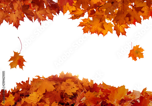 PNG fall autumn natural maple leaves border Fall leaves isolated on transparent background.

