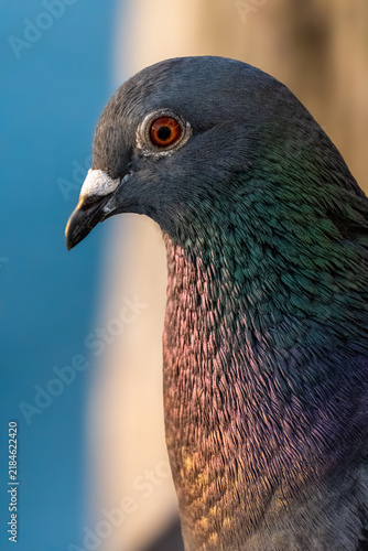 Cuadro en lienzo rock doves