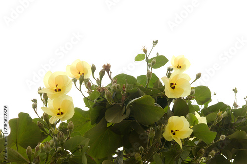 flowers of Hibiscus tiliaceus change color during a single day, from yellow to dark brown-red